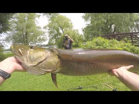 GIANT MUSKY!!! Downtown Ottawa Bank Fishing