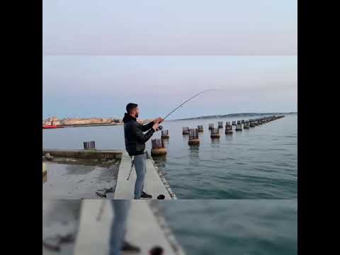 Pesce serra 1.5 kg a light shore jigging
