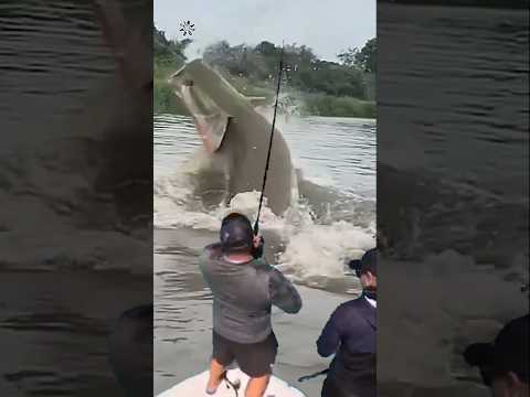Giant Catfish Caught by Angler! 🦭🐟🐲🐙 #giantcreature #derpseafishing