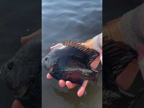 GIANT Bluegill Hybrid Caught In FL!