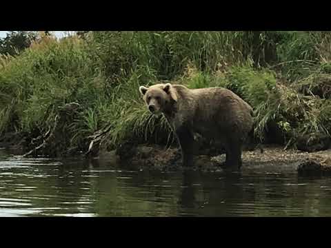 A week at Angler&#39;s Alibi on the Alagnak River. August, 2019.