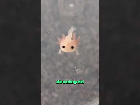 The cute Axolotl #love #animals #fun #cute