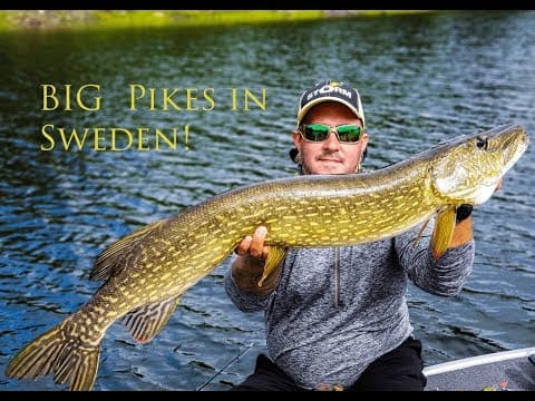 BIG Pike in Northern Sweden!