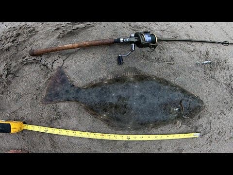 LURE FISHING in the SURF FOR HALIBUT P-LINE LASER MINNOW CATCH AND COOK KEEPER HALIBUT