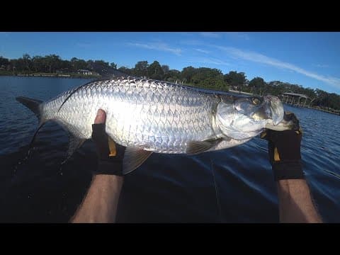 Another Tarpon St Johns River, Fleming Island, Florida