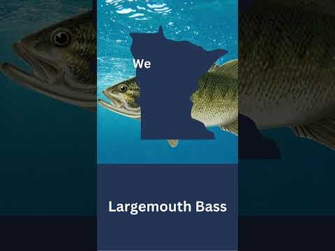 What is Minnesota's State Record Largemouth Bass