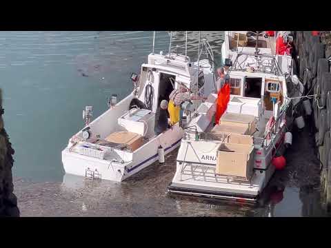 Iceland’s Arnarstapi Trail: Cliffs, Birds, Rocks, Surf, and The Fishing Harbour Operations