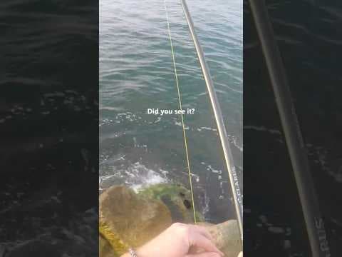 Can you spot the bite? This tricky Sheepshead fish almost stole my crab.