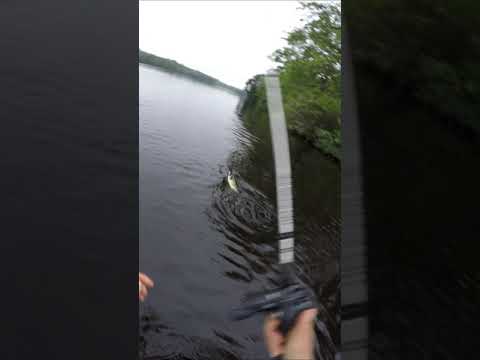 why I don&#39;t eat Bass