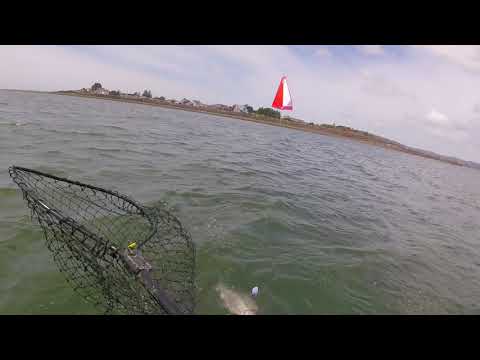 Willapa Bay Chinook 2017