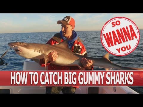 How to catch big gummy sharks