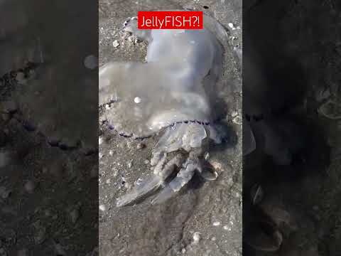 JELLY FISH at CERVIA MARE RAVENNA ITALY!
