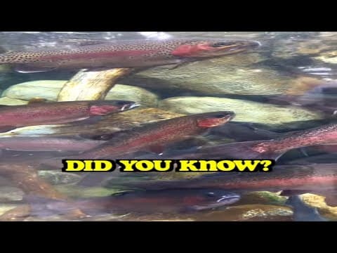 DID YOU KNOW THIS ABOUT RAINBOW TROUT #shorts