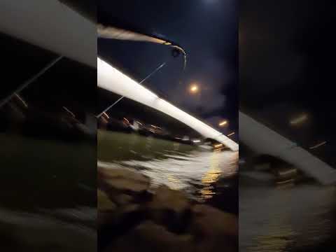 The Biggest Catch | Swan River | Mill Point #fishing #perth #swanriver #fishingvideo #Mullaway
