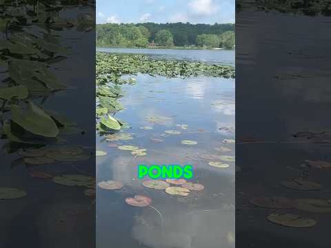 HOW TO Catch Bass In Ponds EVERY Time!  #shorts #fishing