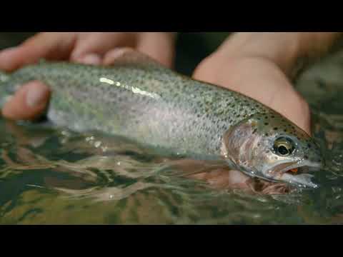 Fishing BC and Hooké Present: Fishing Squamish and Whistler, BC with Trout Country Fishing Guides