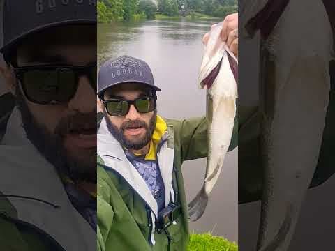 Rainy Day Top Water Big Bass!!! 🔥🐳🎥 #fishingintherain #shorts #bassfishing #june #SCbassfishing