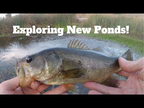 Secret Pond Fishing for Bass, San Jose CA