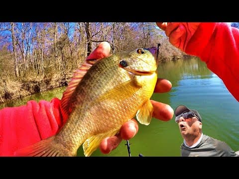 Easy Way To Catch JUMBO Shellcracker For Dinner  **Delicious Panfish**