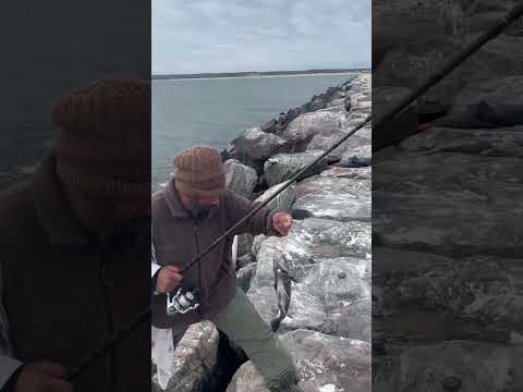 Tautog Fishing from shore in RI #pesca #fishingshorts #tautog #fishing #rhodeisland #shorts
