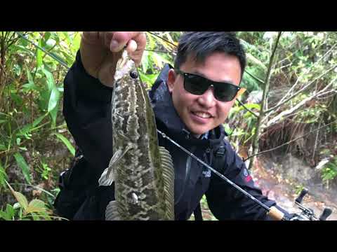 Hong Kong Reservoir bFs snakehead hunt