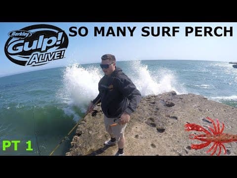 SANTA CRUZ CLIFF FISHING FOR TONS OF BARRED SURF PERCH