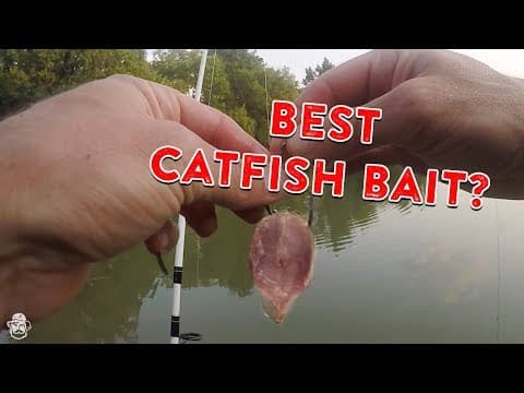 How To Catch Catfish From The Bank | Catfishing Bait, Rigs, & Tips!