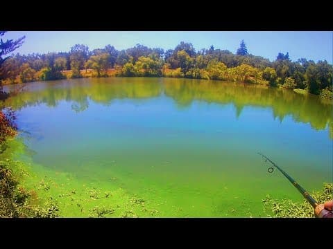 Slamming bass in algae infested lake with no visibility