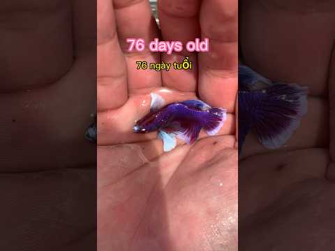 Betta fish development and results🥰#bettafishtank #betta