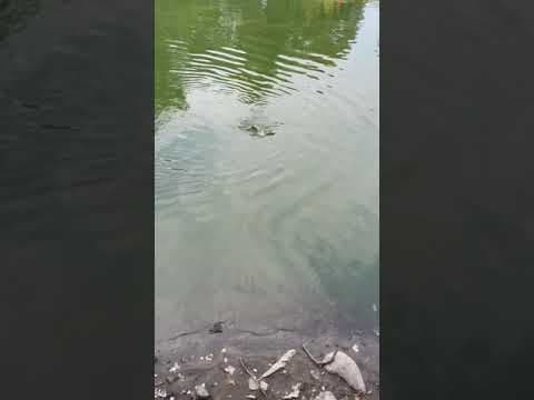 Shore fishing in Minnesota. Subscribe for more videos🥰