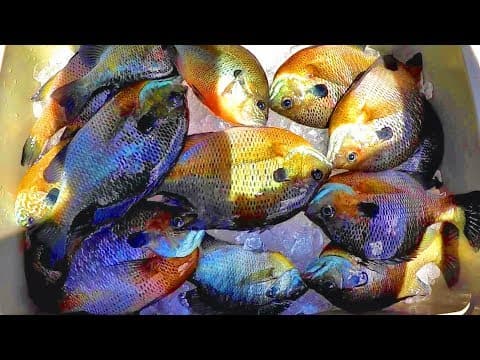 A Simple Way To Catch Loads Of Bluegill