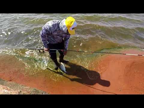 Catching Spring Time Hybrids Striped Bass
