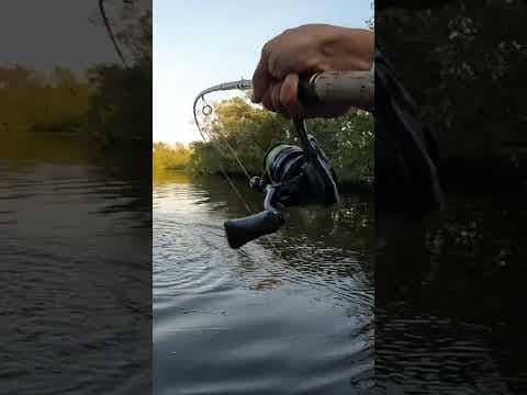 FIRST Tarpon #fishing