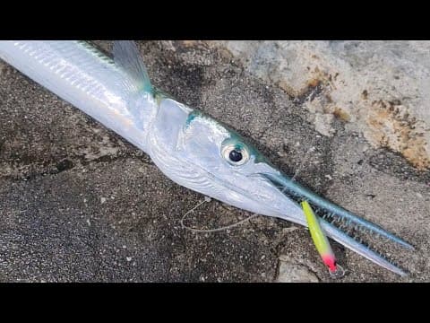 22DAIWA EXIST &quot;SCREAMING!&quot; Caught Needle Fish!!