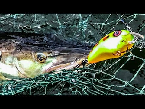 Talking Muskies and Schoss Bait Company with Evan Schoss