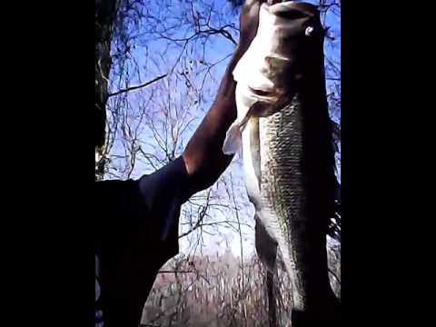 Wilson nc monster bass