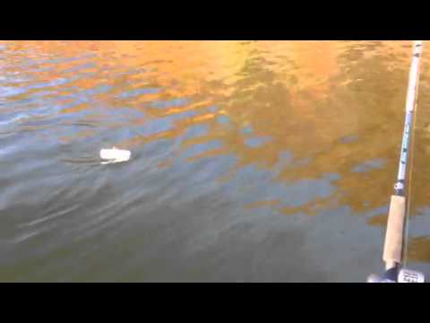 Trophy Ridge Planer Boards and Claytor Lake Striper