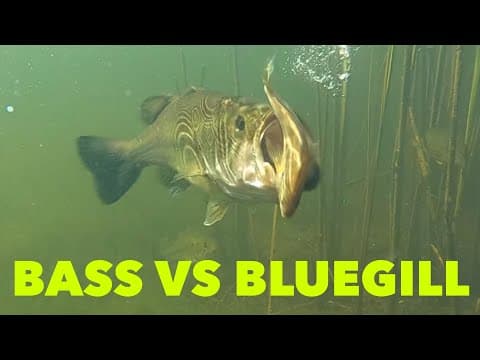 Bass VS Bluegill #shorts