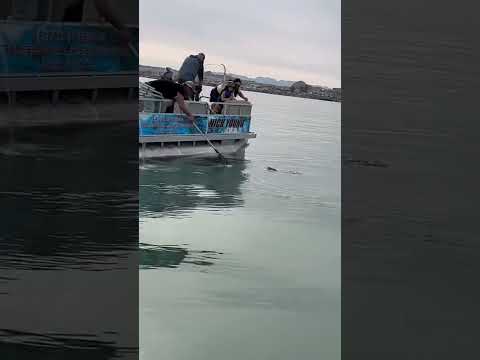 Fishing lake Havasu #guidedfishingtrips