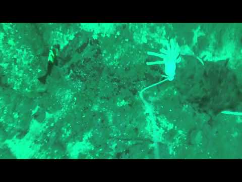 Halibut fishing in Prince William Sound