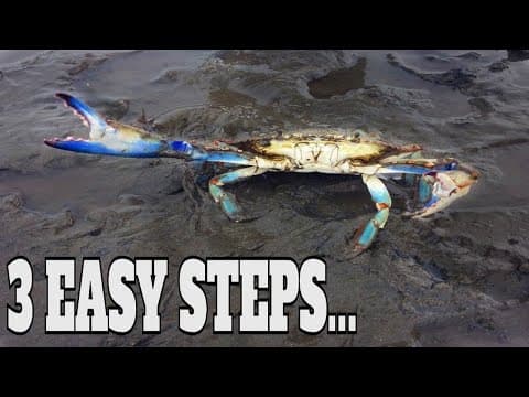 Blue Crab Fishing: How To Catch Blue Crabs From Shore Without A Trap - Catching Blue Crabs | SFSC