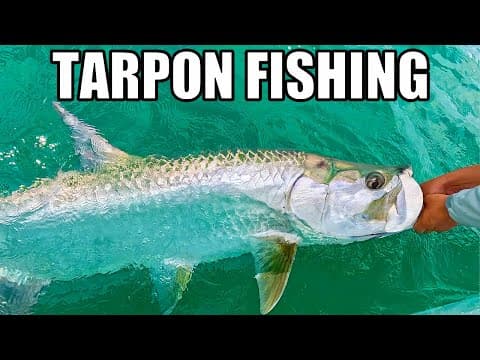 Tampa Bay Tarpon Fishing Madness: Tips Tricks And Techniques To Catch Tarpon!