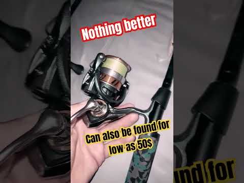 best budget  fishing reel cheap spinning reels that perform! daiwa light tackle fishing gear
