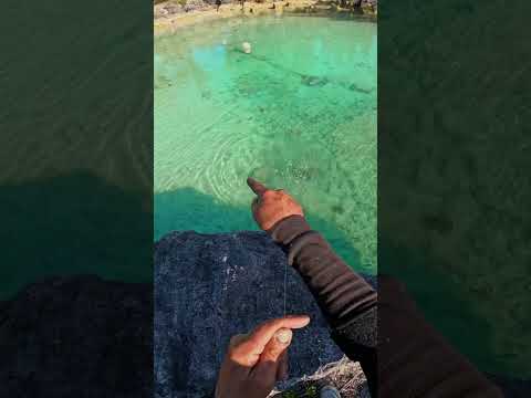 Cliffside Squid Fishing in Paradise | Epic Handline Catch!