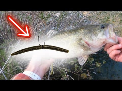 5 Mistakes Bass Fishing Senkos (2X Your Fish Catches)