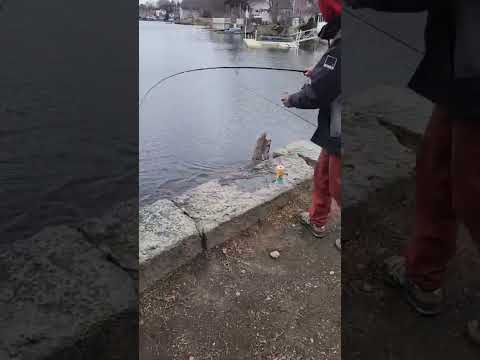 Massachusetts  Big Trout.. Fishing in Sluice Pond