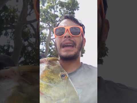 Fishingwitheric caught a peacock bass on using live worms