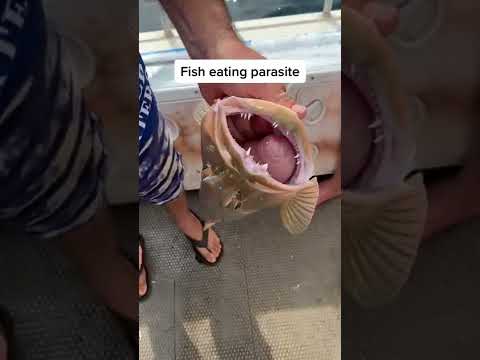 PARASITE inside fishes nostril. Nature is crazy!