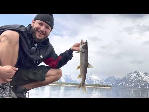Lake Trout Jackson lake Wyoming