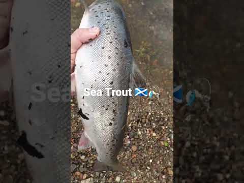 Sea Trout Fishing Scotland 🏴󠁧󠁢󠁳󠁣󠁴󠁿🎣
